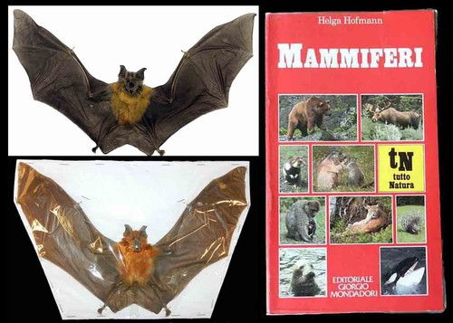 Pipistrello imbalsamato ali