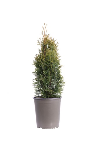 Pianta tuia thuja - di,