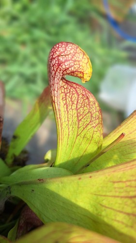 Sarracenia psittacina gulf - sarracenia,