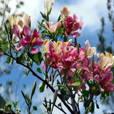 Pink Orchid Tree Seeds