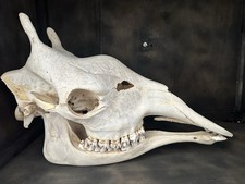 NUOVO Giraffa Teschio Giraffa