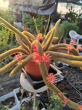 Aporocactus Flagellif. O Coda