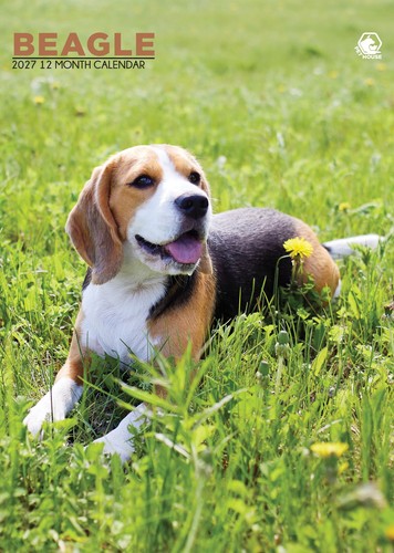 Beagle dog 2027 calendari - dog,