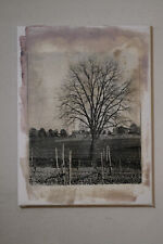 "ALBERO DI GELSO TRA LE VITI" tela argentica 18x24 *da incorniciare*