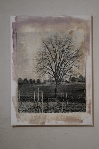Albero gelso tra viti - "albero, le
