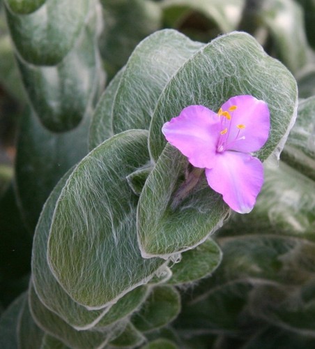 Tradescantia sillamontana - tradescantia,