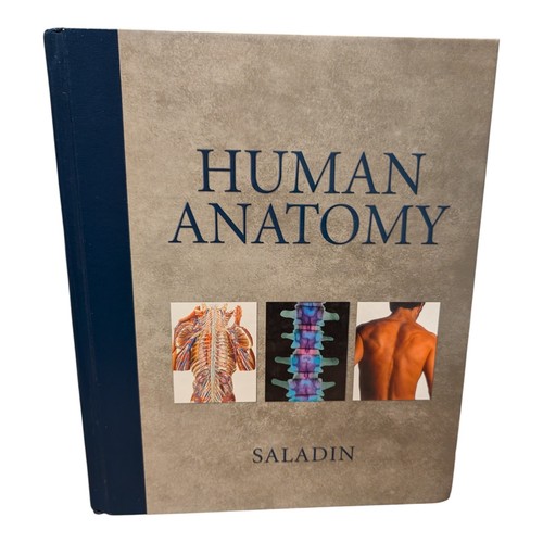 Human anatomy with - anatomy,