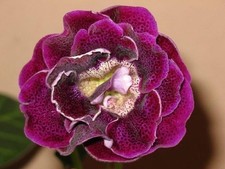 Border Rosa Bianco Gloxinia