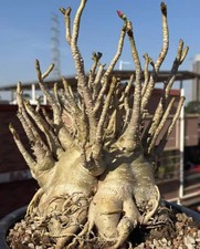 Dia 24,5 cm altezza 30 cm