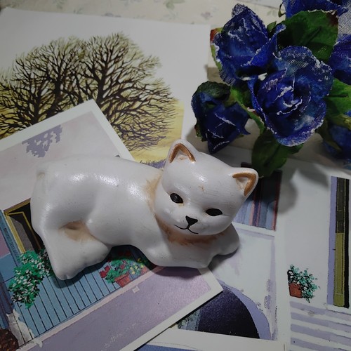 Gatto gattino in - gatto,