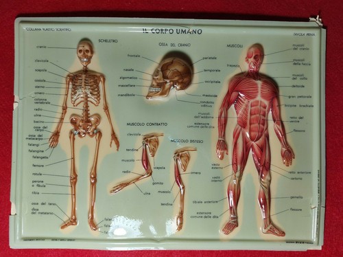 Tavole rilievo corpo - tavole, a