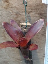 Neoregelia Semiramis