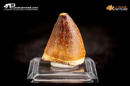Dente fossile mosasaurus - di,