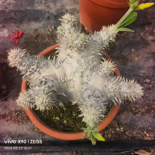 Rara pianta cactus - pianta,