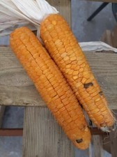 Mais dolce - Uvetta di