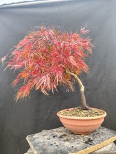 Bonsai Di Acero Palmato