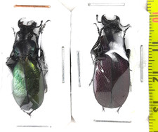 Coppia Carabidae, Carabus