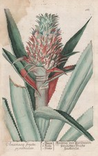 Ananas Frutta Pineapple
