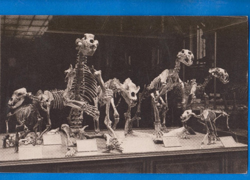Paleontologia scheletri - paleontologia,
