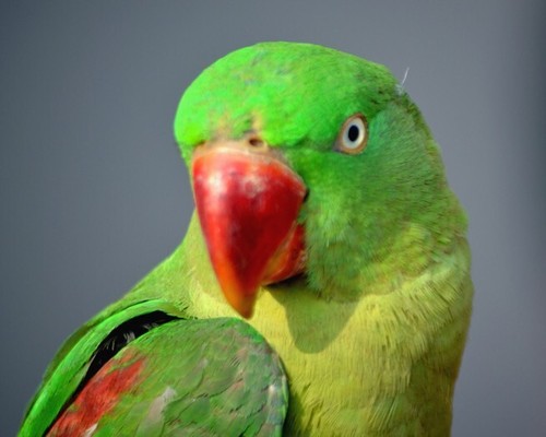 Pappagallo verde - verde,