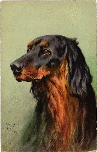 Cpa gordon setter - cpa, ak