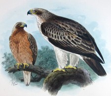 1872,KEULEMANS' dipinto a mano FOLIO AQUILA SBOCCIATA AQUILA PENNATA U5M