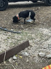 Cane Da Tartufo Cocker