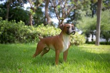 Boxer figure cane realistico