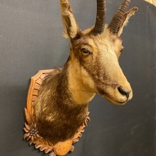 Trofeo di camoscio maschio