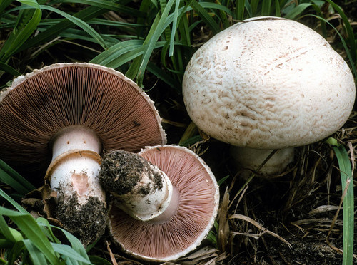 Agaricus bisporus fungo comune