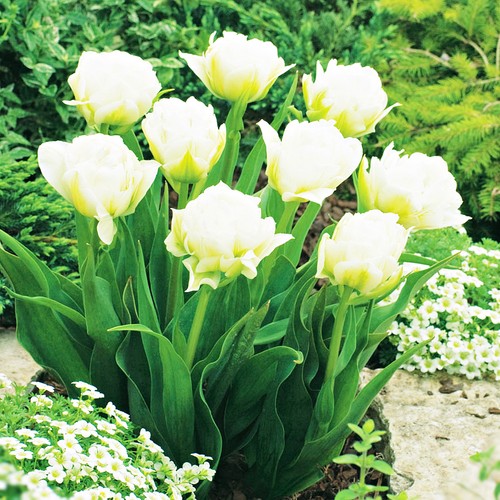 Tulipani bulbi fiori - tulipani,