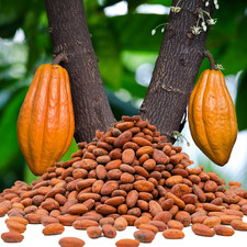 Fagioli di cacao marrone