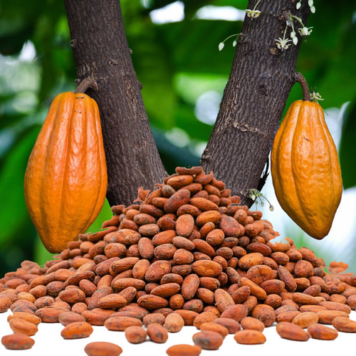 Fagioli cacao marrone - fagioli, di