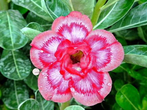 Adenium obesum peonia malva - adenium, "peonia