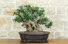 Bonsai di Olivo (180)