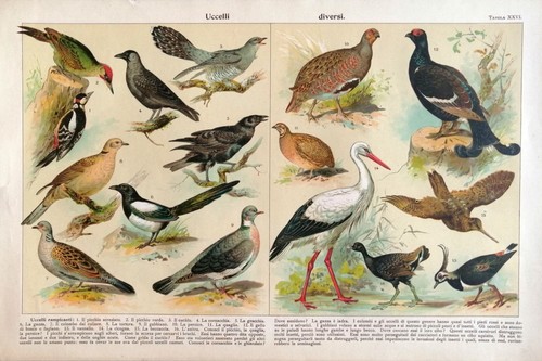 Uccelli diversi tavola in - "uccelli,