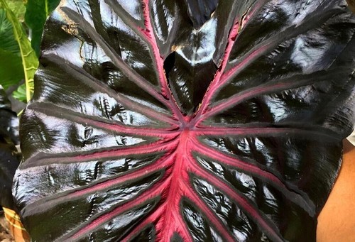 Colocasia black lava - ', lava'