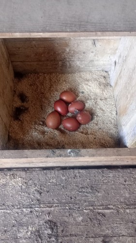 Uova fertili marans quantità - marans,,