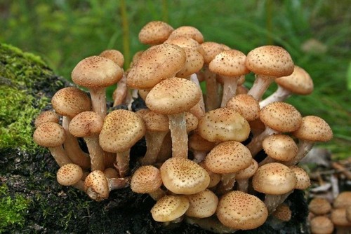 Hypsizygus marmoreus fungo - , di