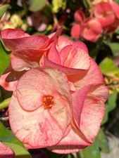 Euphorbia milii corona - euphorbia, (corona