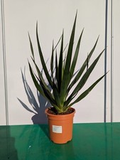 Dracaena draco 50-80 cm albero