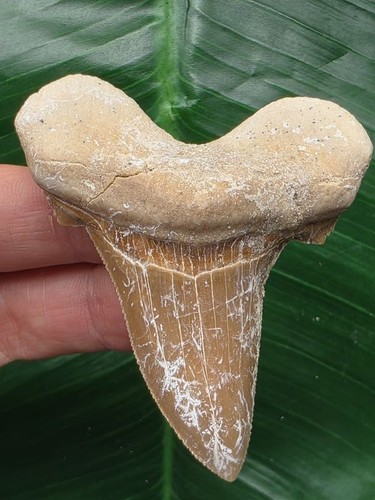 Dente otodus sokolovi - sokolovi,