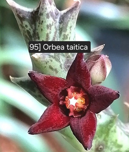 Talea radicata orbea taitica - 1,