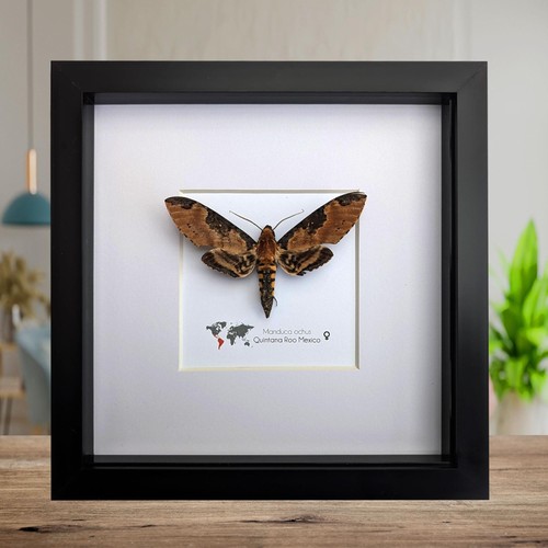 Framed manduca ochus moth - manduca,