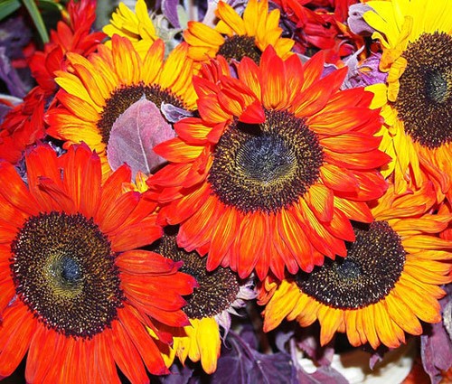 Girasole autunno bellezza - girasole,
