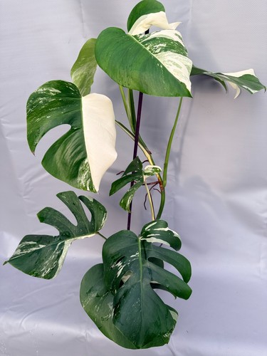 Monstera deliciosa albo - deliciosa,
