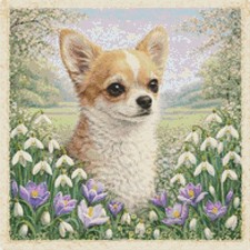 Cane cucciolo Chihuahua in