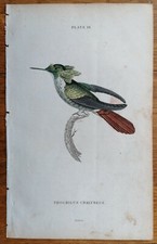 Jardine stampa originale