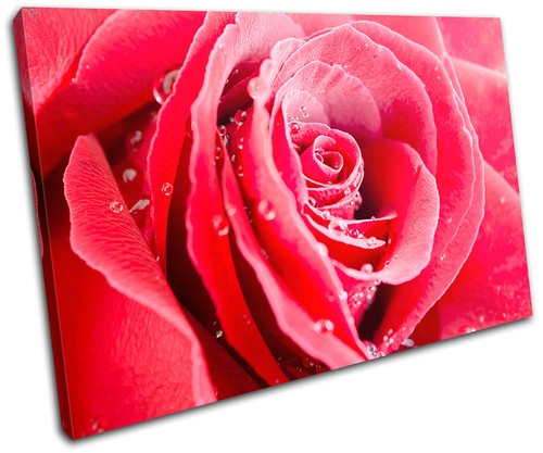 Roses flowers love floral - love,