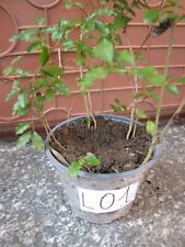 10 piante piantine ligustro gigante sempreverde ligustrum in vaso numerato L01